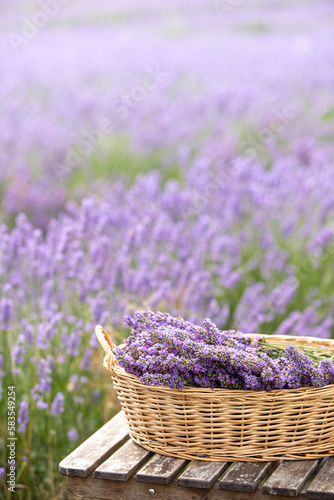 Harvesting season. Lavender bouquets and basket.