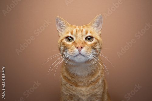 Tabby ginger, cat looking at camera, portrait on beige background with copy space
