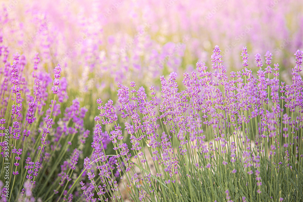 Fototapeta premium Lavender bushes closeup on sunset. Sunset gleam over purple flowers of lavender. Provence region of France.