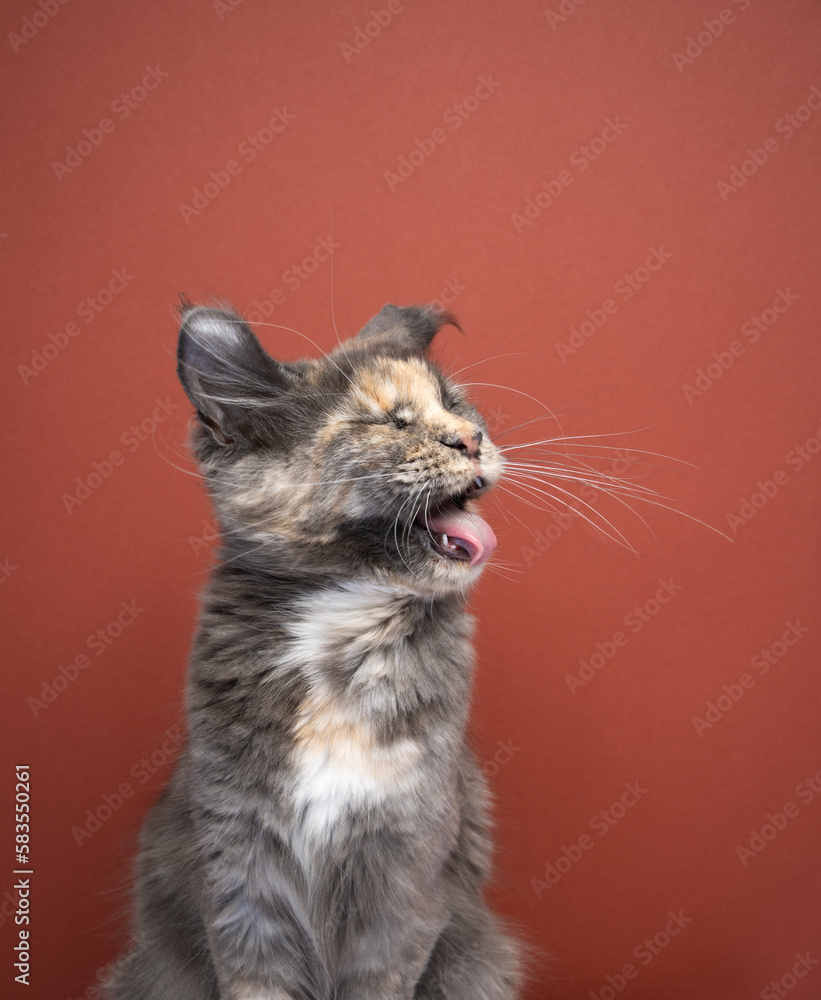 Cat shaking it's head looking disgusted, sticking out tongue on red