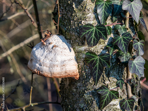 Zunderschwamm Baum Pilz an der Birke photo