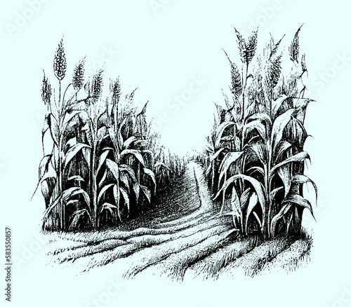 Black and white wheat field isolated, vector, sketch, engraving.