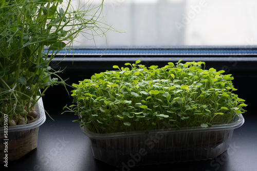 Arugula microgreens in a plastic container on a dark windowsill