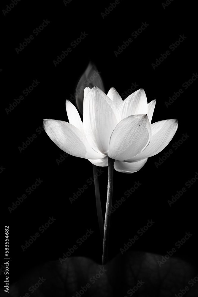 Lotus flower blooming close up in monochrome 