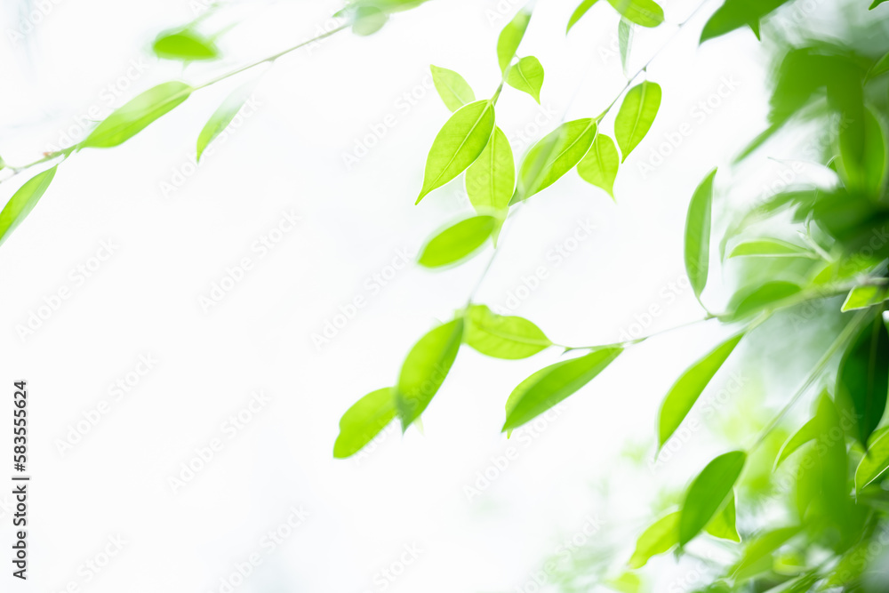 Natural green leaf texture with sun light use for nature background wallpaper cover page Natural green leaf texture with sun light use for nature background wallpaper cover page