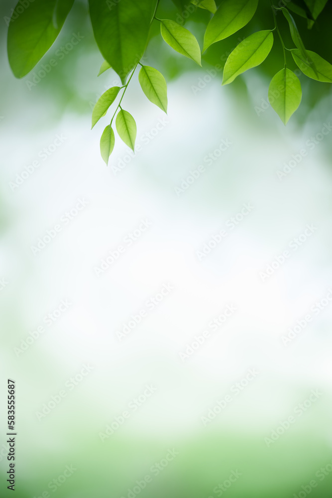 Natural green leaf texture with sun light use for nature background wallpaper cover page Natural green leaf texture with sun light use for nature background wallpaper cover page