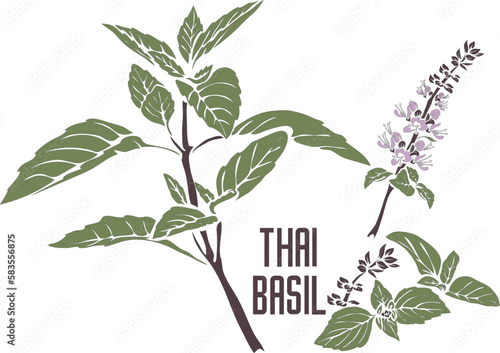 Thai basil plant in color vector silhouette. Ocimum thyrsiflora herb