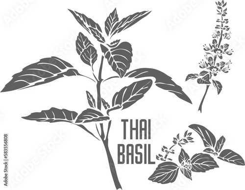 Thai basil leafs and flowers vector silhouette. Ocimum thyrsiflora plant medicinal outline. Set of Thai basil leafs in Line for cooking. Contour drawing of Thai basil stem with leaves.
