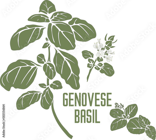 Italian Genovese basil plant in color vector silhouette. Ocimum basilicum herb outline. Set of Sweet Genovese basil stem in color painting for cooking. Genovese basil in Gray contour and color drawing