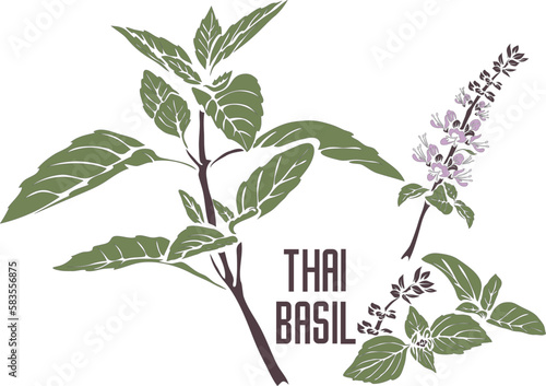 Thai basil plant in color vector silhouette. Ocimum thyrsiflora herb medicinal outline. Set of Thai Basil stem with leafs in color painting for cooking. Thai basil in Gray contour and color drawing.