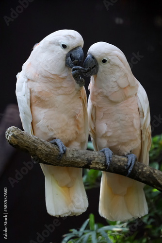 Fotografie Couple moluccan cockatoo bird is love and eatting in garden