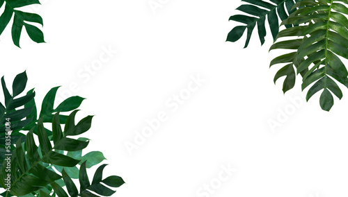 Fototapeta Naklejka Na Ścianę i Meble -  Monstera pinnatipartita leaves (Siam Monstera) large green leaves that hollow veins. On rainy season at garden. PNG File, On white background, isolated, panorama. Thailand.