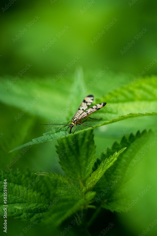 Vertical macro shot of a panorpa communis bug on a green leaf Vertical macro shot of a panorpa communis bug on a green leaf