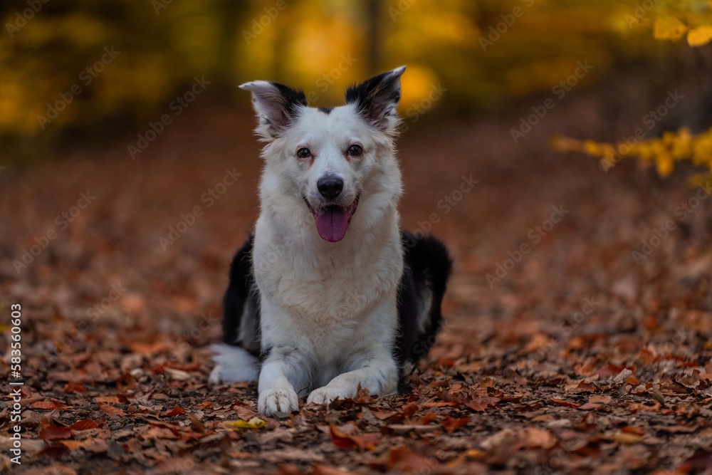 Hund, Border Collie blickt fröhlich in die Kamera Hund, Border Collie blickt fröhlich in die Kamera