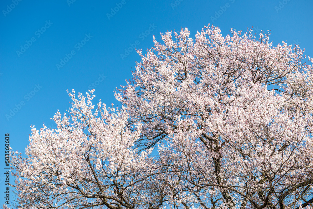 満開の桜と青空。日本の春の象徴的な風景。 満開の桜と青空。日本の春の象徴的な風景。
