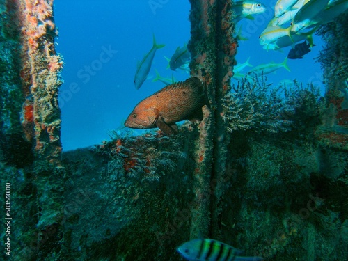 Graysby, Cephalopholis cruentata with other fish swimming in a sunken ship at the bottom of the sea. photo