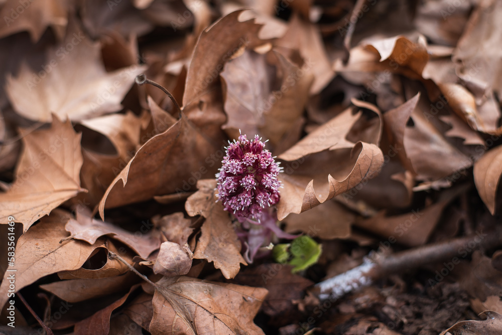 Pink butterbur on the dry leaves background
Pink butterbur on the dry leaves background