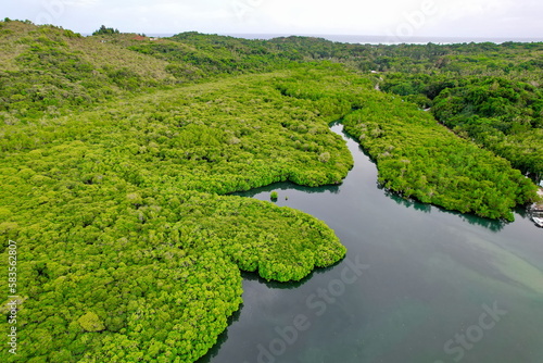 Mangroves on the main island of Palau