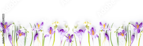 Panorama spring flowers pattern. Frame of violet crocuses on a white background. Top view, flat lay, banner