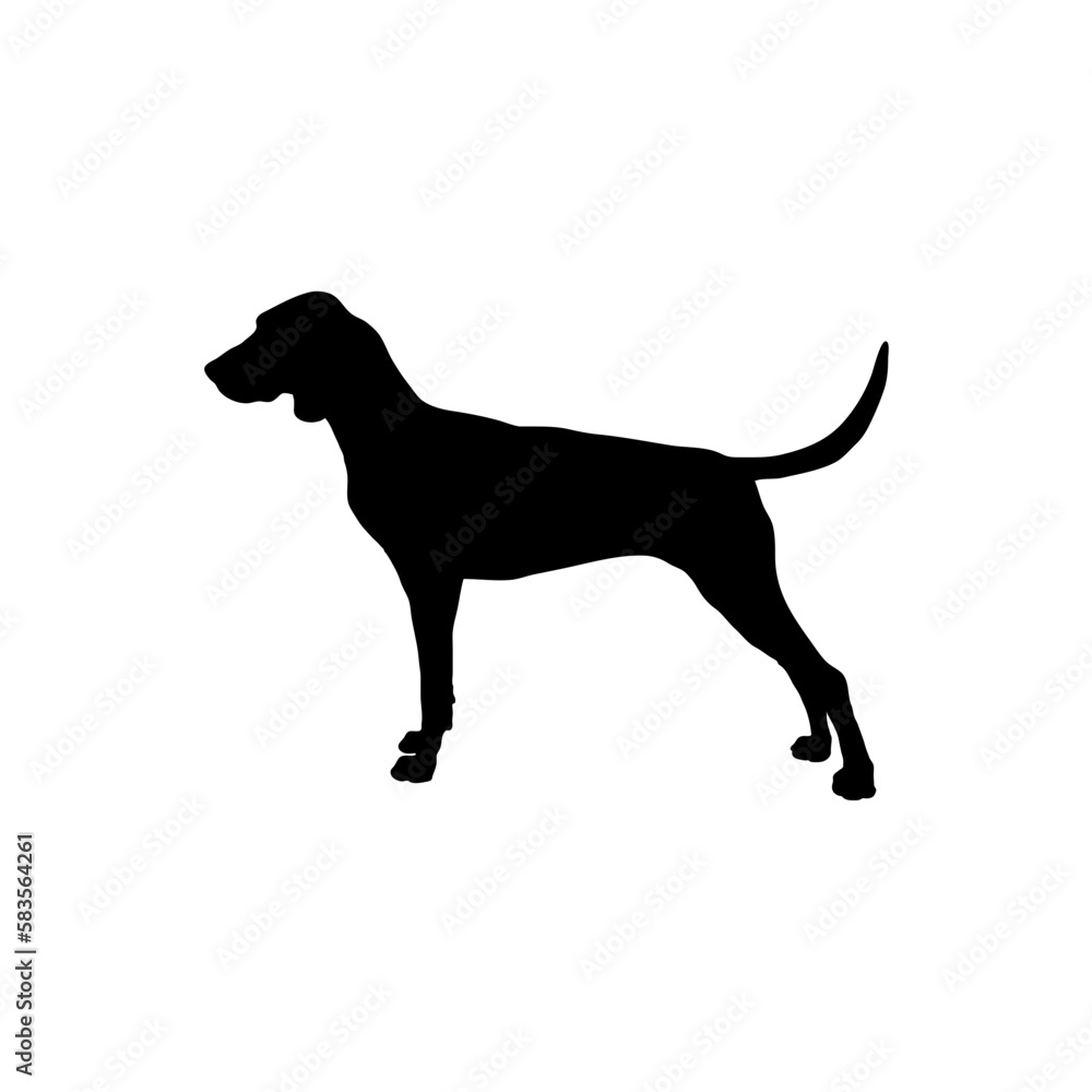 American bull. Silhouette Dog