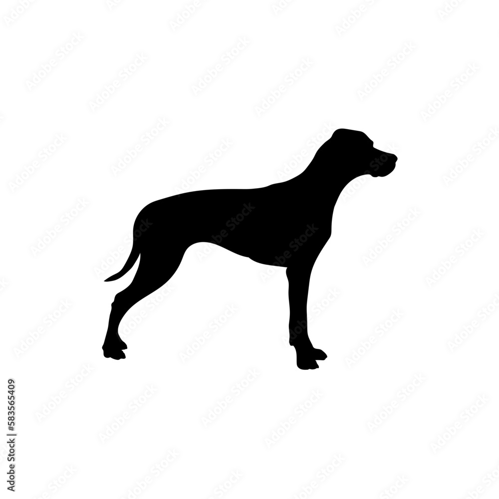 English foxhound