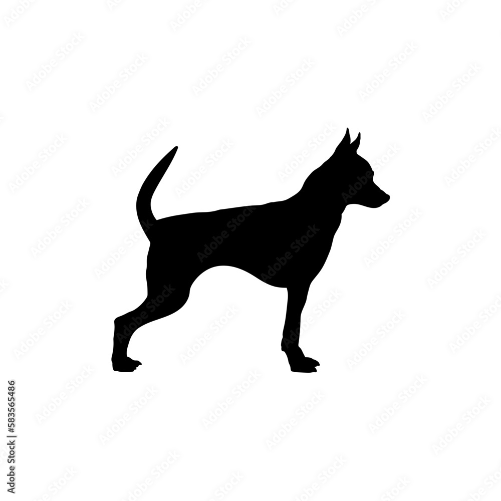 English toy terrier