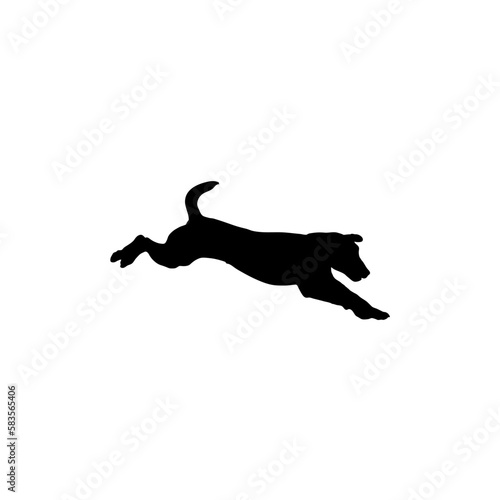 dog jumps