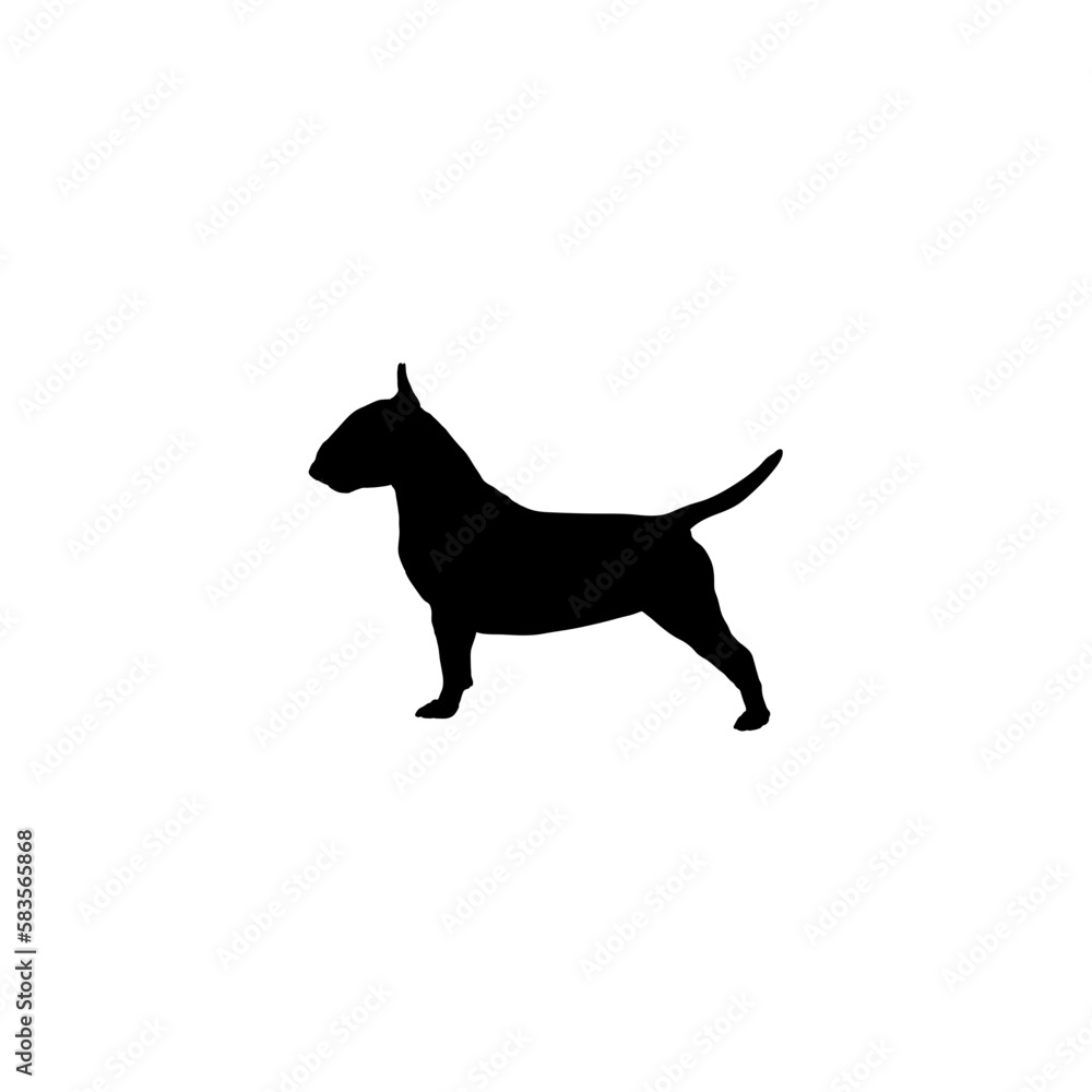 bull terrier from the side bull terrier from the side