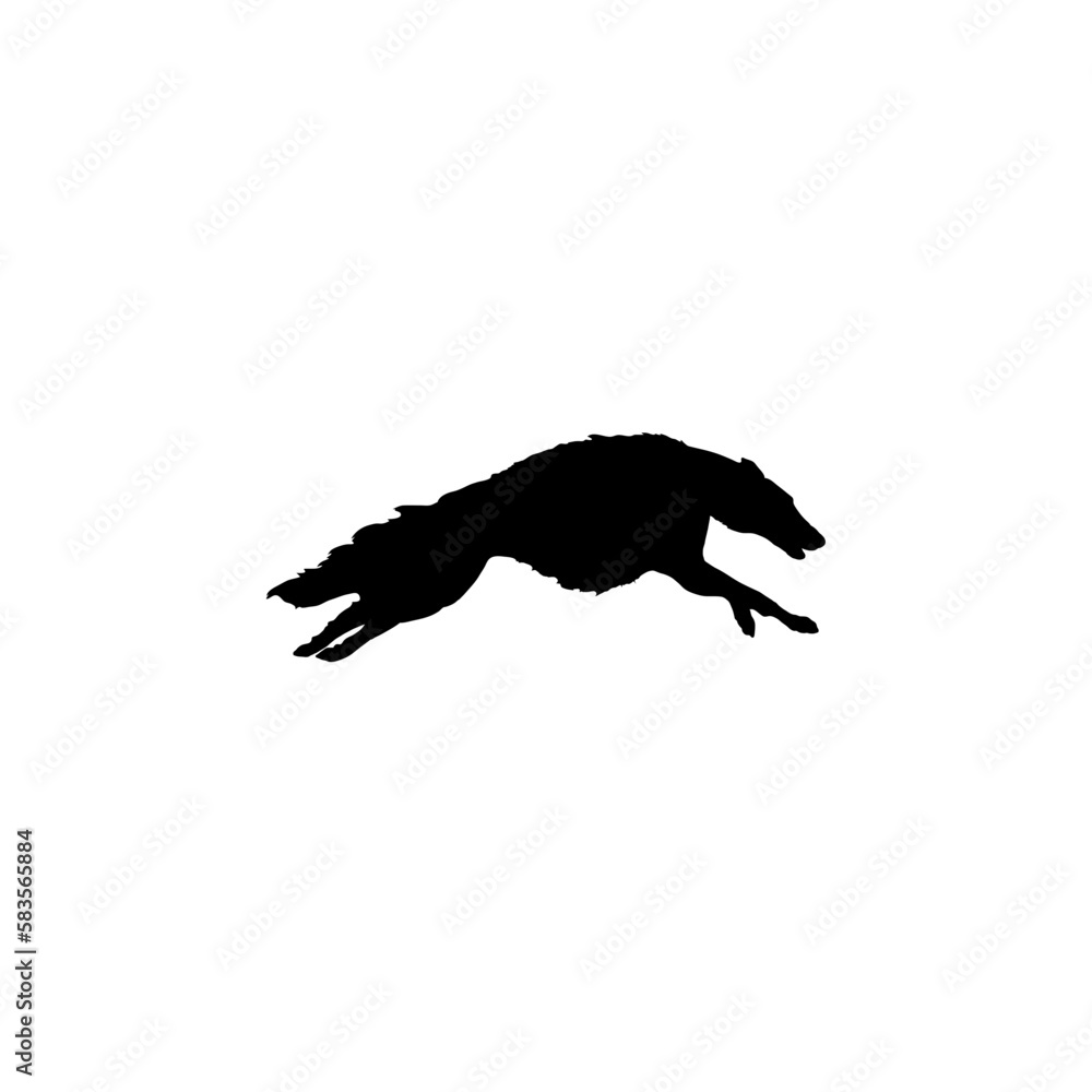 Russian greyhound is running Russian greyhound is running
