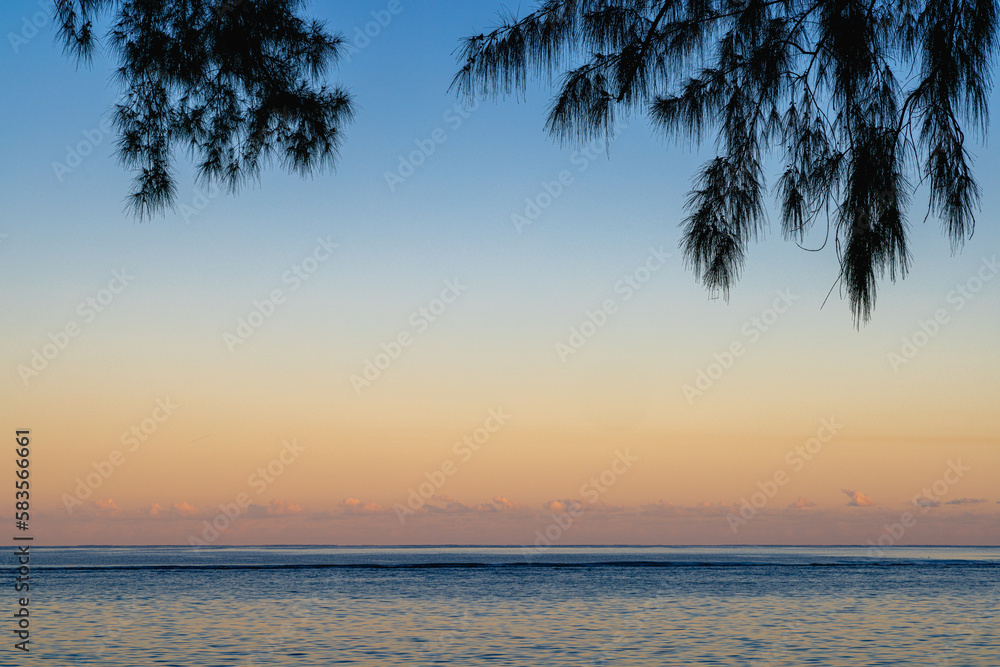 palm trees at mauritius at sunset