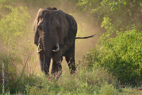 African Elephant in Lake Manyara National Park photo