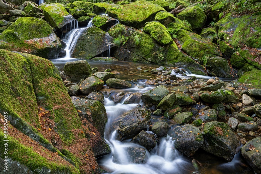 Flowing river surrounded by dense trees in forest Flowing river surrounded by dense trees in forest