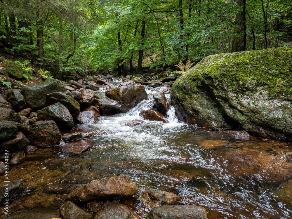 Flowing river surrounded by dense trees in forest Flowing river surrounded by dense trees in forest