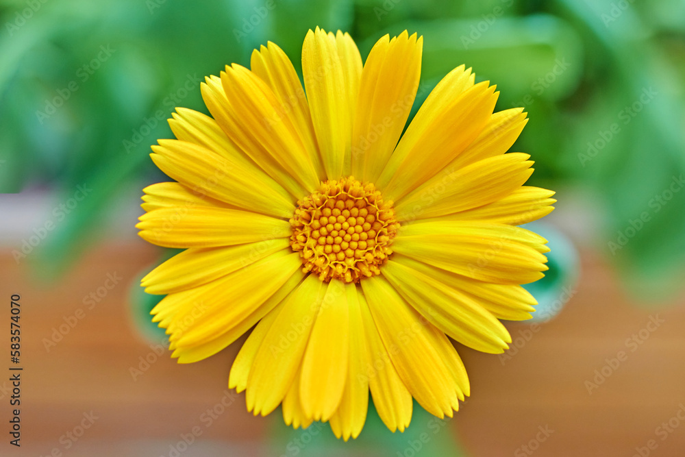 Obraz premium Blossoming orange calendula, chamomile flower close-up on a green meadow
