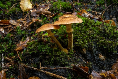 Closeup of brown mushrooms on the ground near a river of a forest