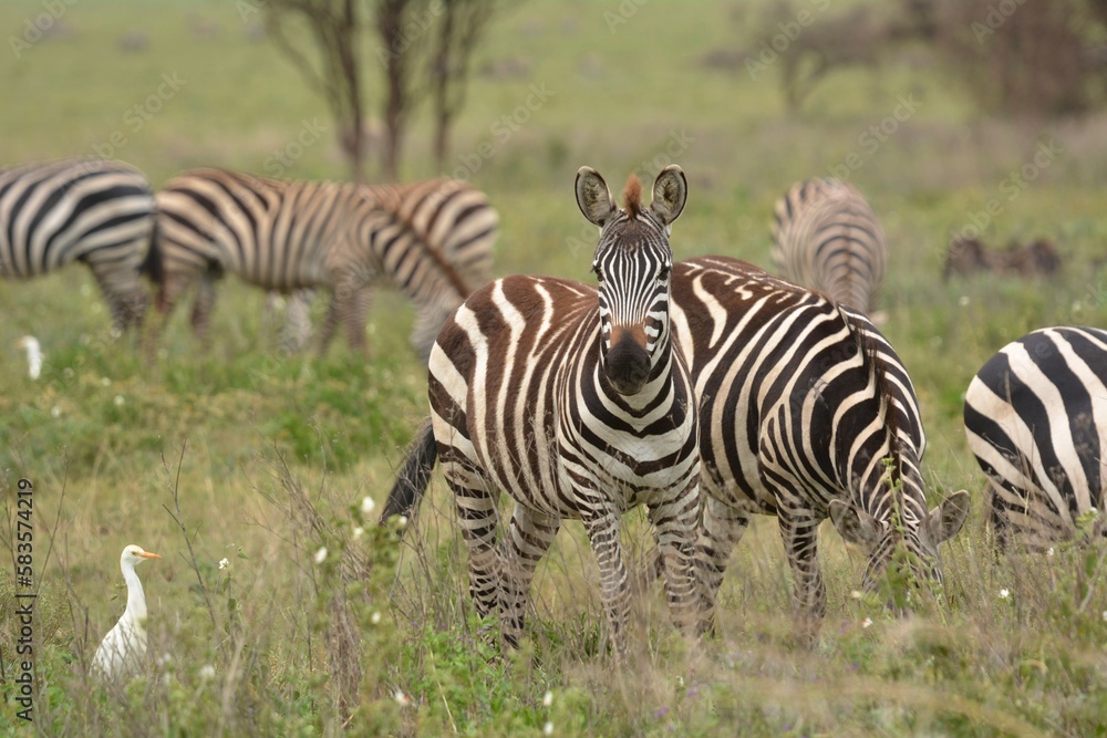 zebras in the serengeti - obrazy, fototapety, plakaty 