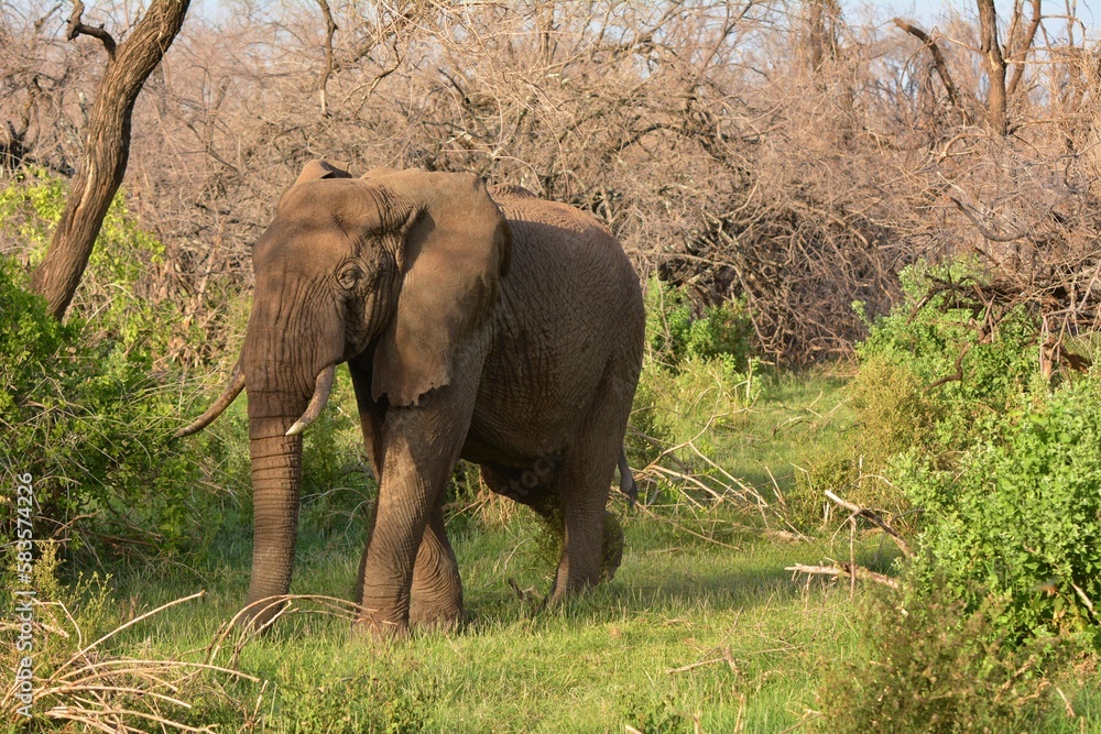 Fototapeta premium Elephants in the Lake Manyara Natonal Park