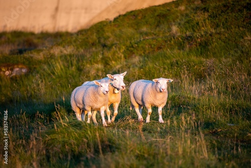 White sheep grazing in the green field at warm sunset