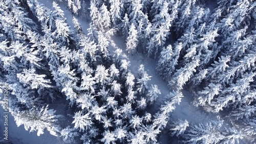 Winter season snowy mountain forest aerial shot. Breathtaking natural landscape