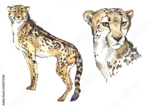Photography Watercolor cheetah illustration set
