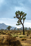 Joshua Tree national park landscape, Dramatic sky with clouds, California