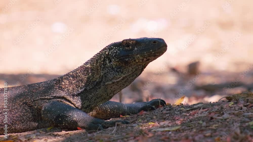 Exotic Komodo Dragon puffing its throat Komodo Island in Indonesia Exotic Komodo Dragon puffing its throat Komodo Island in Indonesia