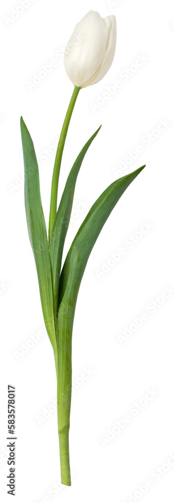 white tulip. Isolated white tulip. Isolated