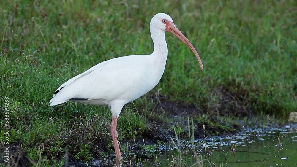 White ibis drinking water at a local neighborhood pond White ibis drinking water at a local neighborhood pond
