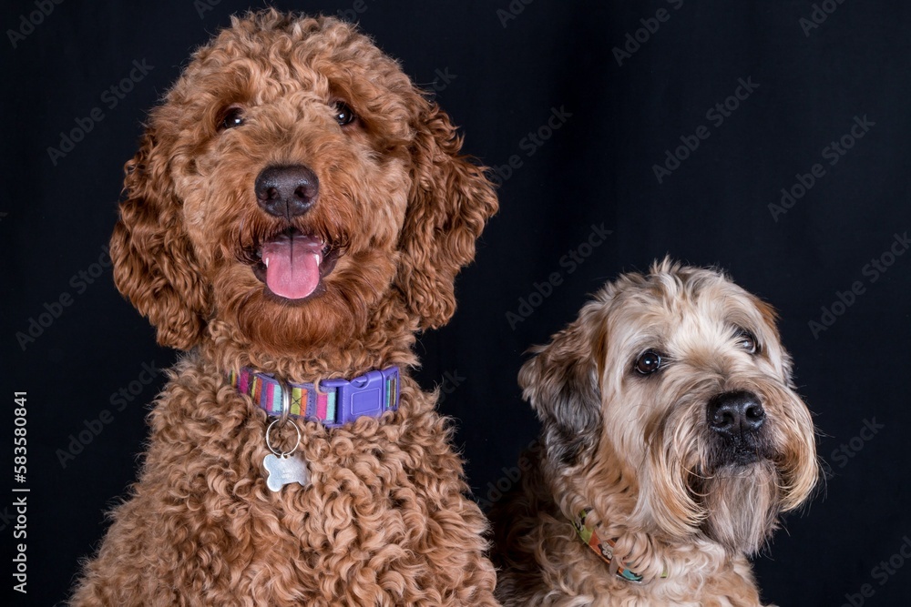 Closeup shot of Wheaten and a Labradoodle dog standing next to each other Closeup shot of Wheaten and a Labradoodle dog standing next to each other