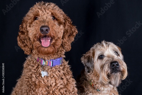 Closeup shot of Wheaten and a Labradoodle dog standing next to each other