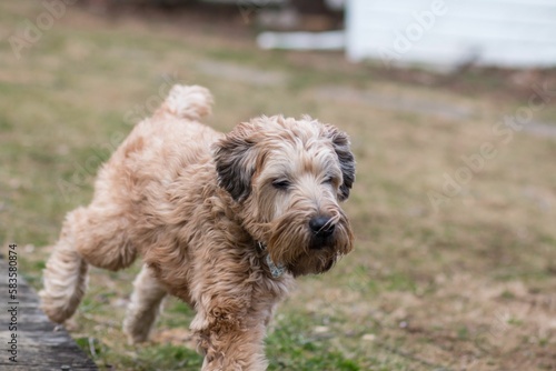 Scenic view of a Wheaten Terrier dog running around and playing outdoors