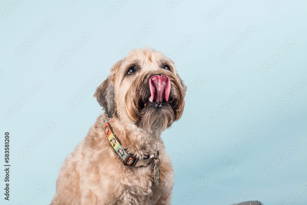 Closeup portrait of beautiful Soft-coated Wheaten Terrier dog with colorful collar licking his nose