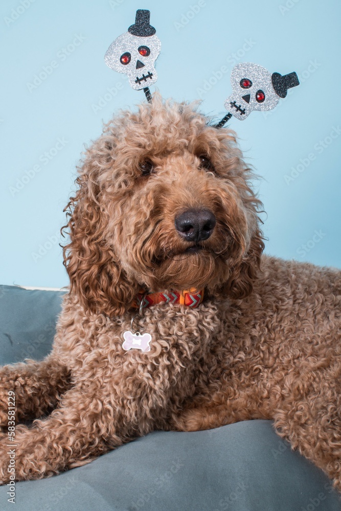 Obraz premium Closeup portrait of fluffy Labradoodle dog in a rim with ears in form of skulls concept of halloween