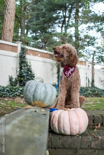Fényképezés Fluffy Labradoodle dog in red bandana saying Sophie next to pumpkins in the ho